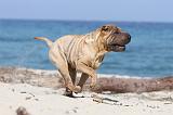 SHAR-PEI 169